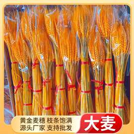 黄金大麦麦穗干花开业大麦黄金麦穗厂家整箱批发永生麦穗干花花束