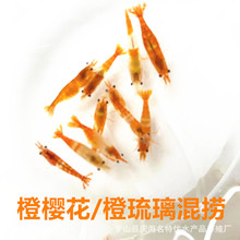 橙琉璃和橙樱花随机混捞发货公母随机宠物虾观赏虾米虾渔场直发