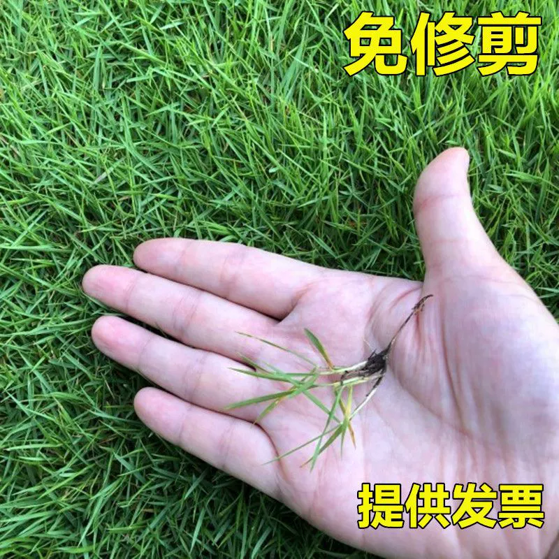 Нет необходимости обрезать Сиджи Цинпинг семян защиты склона бермудаграса корень Семян Зеленого семени кожи