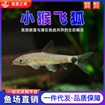 小猴飞狐鱼黑线一线金线飞狐草缸除黑毛藻强力除藻底栖工具鱼活体