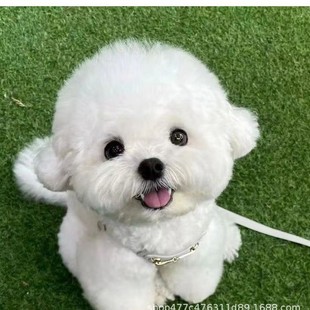 �豭Ȯ�nϵ���ܰ�ɫ��ȮС�w�׹����w���ﹷ�� ���N������ȮС�w