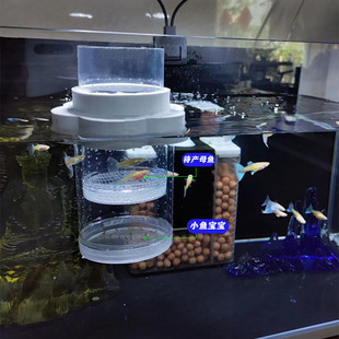 Hu Ziyu breeding pot isolation toy square breeding stall box phoenix tail stall young fish family baby Night Market