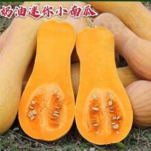 �����ϹϷN�Ӹ߮a������ŴС�ϷN�ѽ۹�����С�۱����＾�߲˷N��