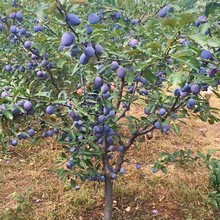 ��÷���Ә��������ϱ����޽��箔��Y�������������ˮ�������
