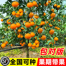 正宗临海涌泉早熟蜜橘苗无核橘子树苗嫁接无籽柑橘桔子苗当年结果