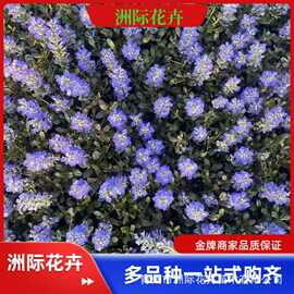 筋骨草 姬十二单筋骨草 匍匐筋骨草 小区庭院园林工程花镜植物