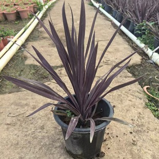 Australian Areca Palm Potted Seedlings, Bag Seedlings, Agave Red Foliage, Balcony Garden Courtyard Landscaping, Heat-Resistant and Cold-Resistant Green Plants