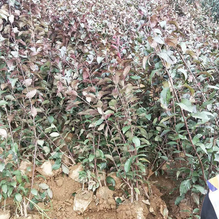 Красный листовой слива, листопадный кустарник, фиолетовый листовой слива, солнечная слива, фиолетовый листовой толстый слива, ландшафтные саженцы