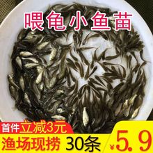 活体饲料鱼麦穗鱼小鱼苗喂龙鱼罗汉鳄龟雷龙开口饲料鱼淡水鱼杂鱼