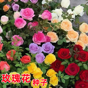 Mini Rose Potted Plant with Buds, Balcony Window Garden, Small Rose Flower, Multi-Season Blooming Flower, Holiday Gift