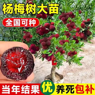Xianju Dongkui Bayberry Saplings Grafted in the South with Black Charcoal Fruit Tree Seedlings Early Maturing Extra Large Donghuai Fruit Trees in the Same Year