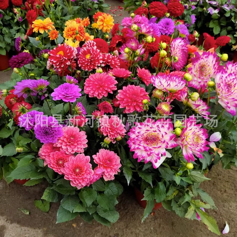 Семена георгины легко сеять в четыре сезона двор открытый балкон Подсолнечник маленький цветок горшок трава цветок семена растений