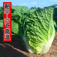 ������ײ����������ֵĲ�50�����쿹���͸����ļ��߲�����������
