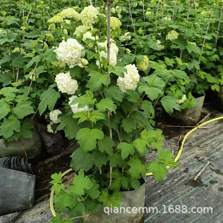 Европейское дерево Гортензия Роза Европейское дерево Цветок гортензии Рассада Снежок Сад в горшках Морозостойкие и солнцезащитные растения