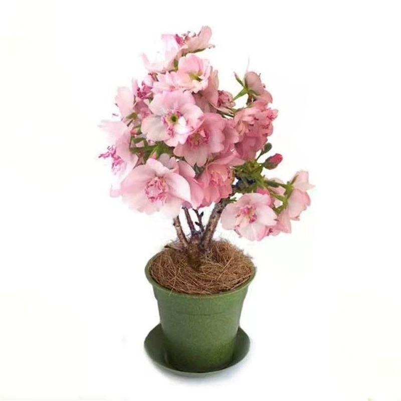 Семена вишни балкон в горшке на открытом воздухе саженцы деревьев вишни Семена уличных деревьев Семена декоративных древесных растений