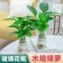 盆栽大叶植物水养绿箩