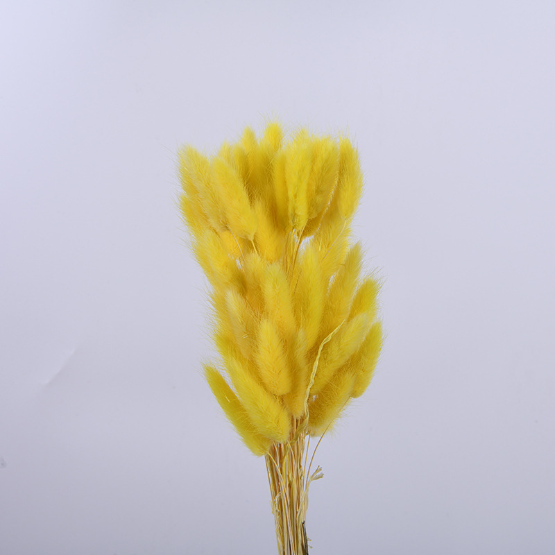 Flor inmortal hierba de cola de conejo hierba de cola de perro material natural 60 flores secas adornos para el hogar material de ramo DIY