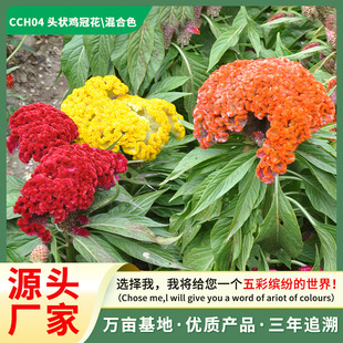 Դ�^���S���l���NͥԺ�u�ڻ��N�� �ͺ��͕�ô��� �m�����ַNֲ