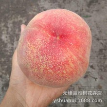 瑞源冬桃树苗 桃树嫁接苗 冬桃苗冬桃树苗南北方种植当年结果