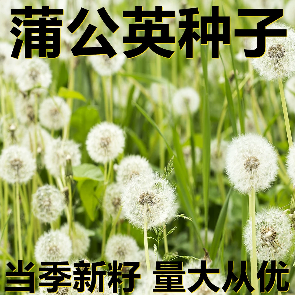 Семена одуванчика 500г в мешках оптом, прямые поставки с места происхождения, сезонные новые семена, семена садовых растений