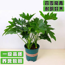 ����Gֲ����ˮ��ֲ�����[�Ϙ������k���ҿ͏d�҃����໨��ֲ��