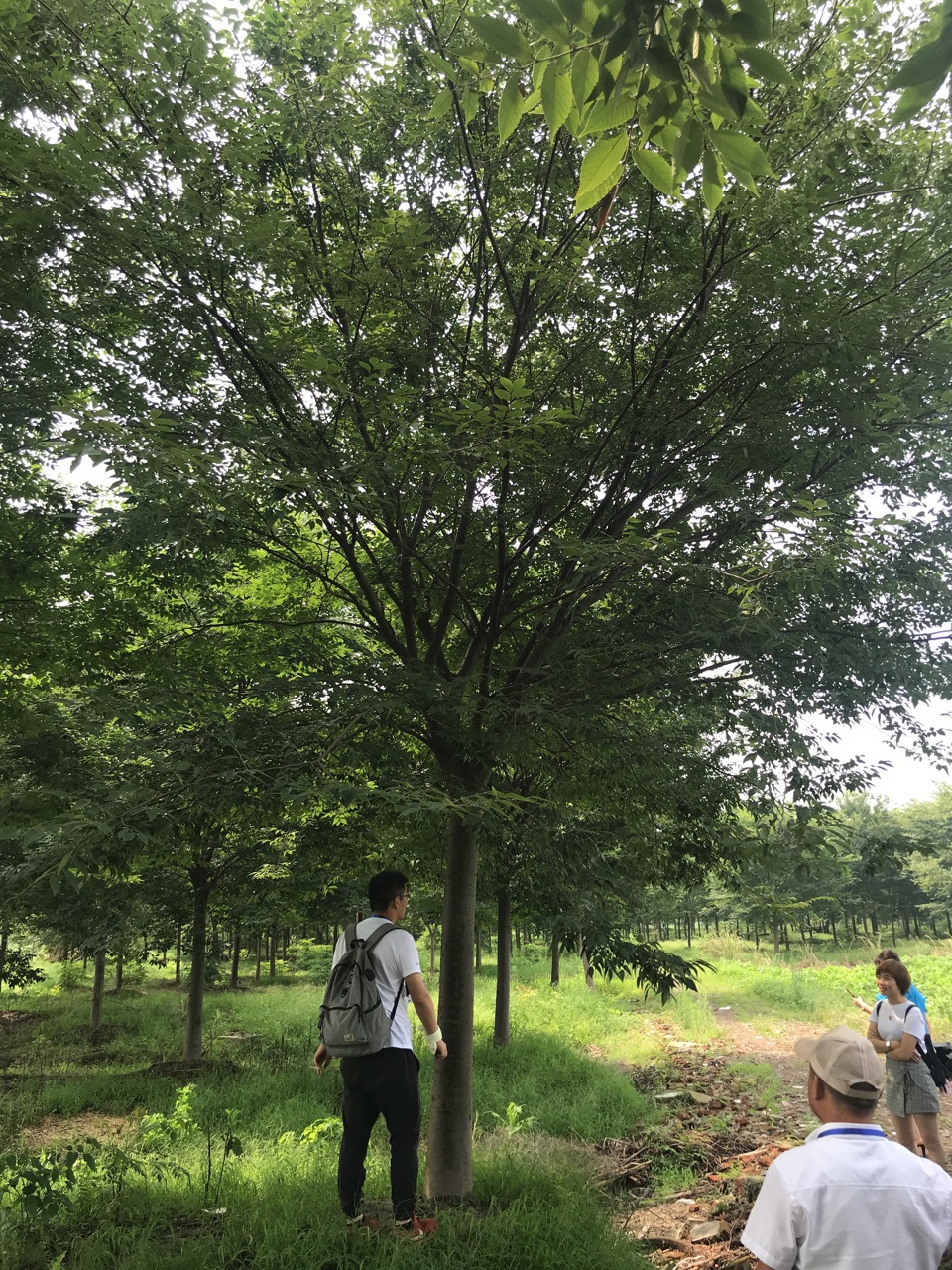 成都榉树批发 温江红榉基地