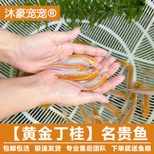 ��������S�𶡹��S���t�����~�^�p�S������B�~�t���ߙnϡ���~��