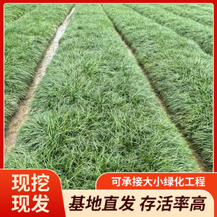 In-Stock Ophiopogon Japonicus Fine-Leaf Ophiopogon Japonicus Broad-Leaf Ophiopogon Japonicus Dwarf Ophiopogon Japonicus Jade Dragon Grass Lawn Base Bulk Wholesale
