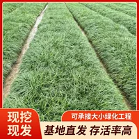 В наличии Ophiopogon japonicus мелколистный Ophiopogon japonicus широколистный Ophiopogon japonicus гном Ophiopogon japonicus нефритовый дракон трава газонная основа оптом оптом.