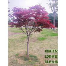 红枫树苗日本红舞姬中国三季红美国太冷别墅四季羽毛黄金流泉庭院