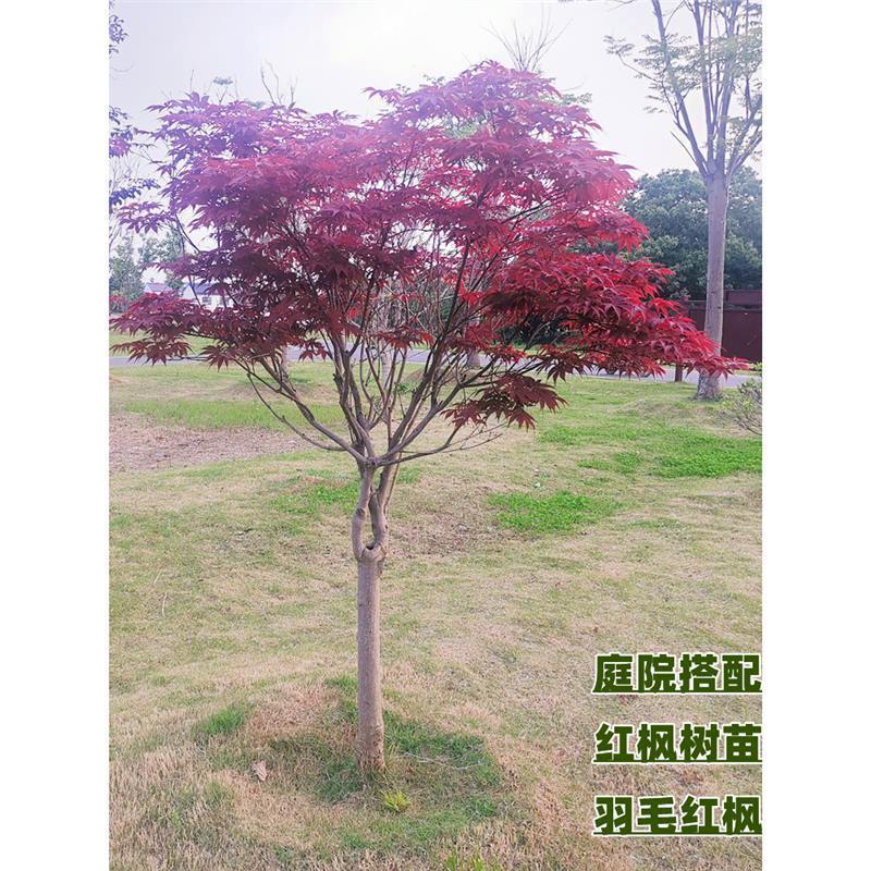 红枫树苗日本红舞姬中国三季红美国太冷别墅四季羽毛黄金流泉庭院