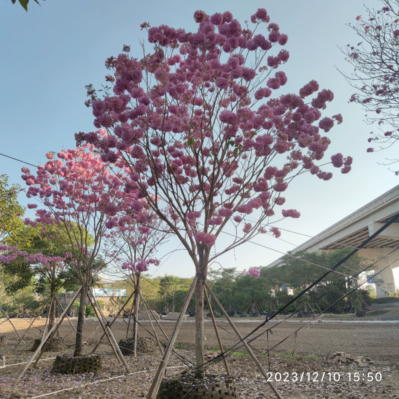 2312 Ландшафтная база поставляет гортензию Фиолетовый цветок Suzuki 14-16cm