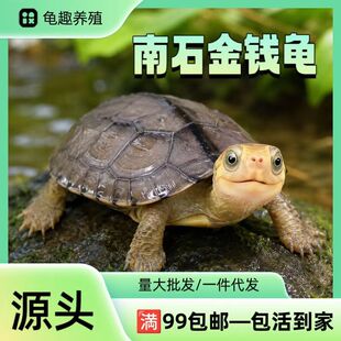 ��ʯ������w��ʯ���X���Bֳ���l��ؔ�L��ʯ���X�������Z�����