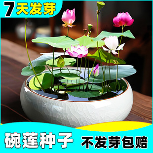 ˮ����ɏ�N�����ļ�˯ɏ�ɻ�ˮ�Bֲ���҃ȸ��B�����~�X�ݲ��ѷN��