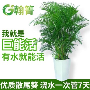 ɢβ���Pβ�������҃ȿ͏d���;Gֲ����ȩֲ���ļ����฻�FҬ����
