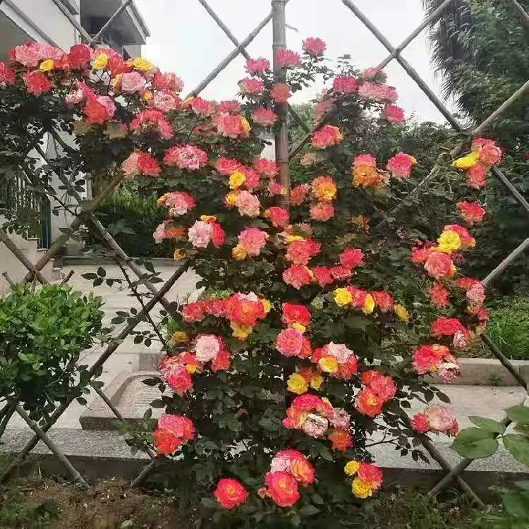 Ou Yue Vine Радуга альпинистская лоза Роза Многоцветная групповая скалолазание Двор Балкон Сад в горшке Арка Рассада Термостойкие зеленые растения