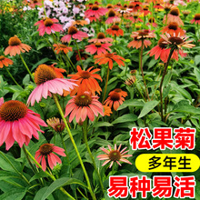 ��ɫ�ɹ��ջ��N�������F���ļ����N�_�������ͺ��̨ͥԺ����