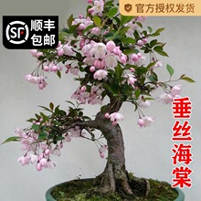 Ļļ_Ϙ辰͏dܾGֲͥԺֲB