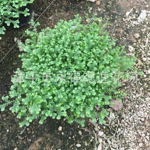 Small Potted Spider Orchid Florals, Foliage Plants, Qinglong Silk, Also Known as Qinglong Grass, Golden Dragon Grass 140 Cups