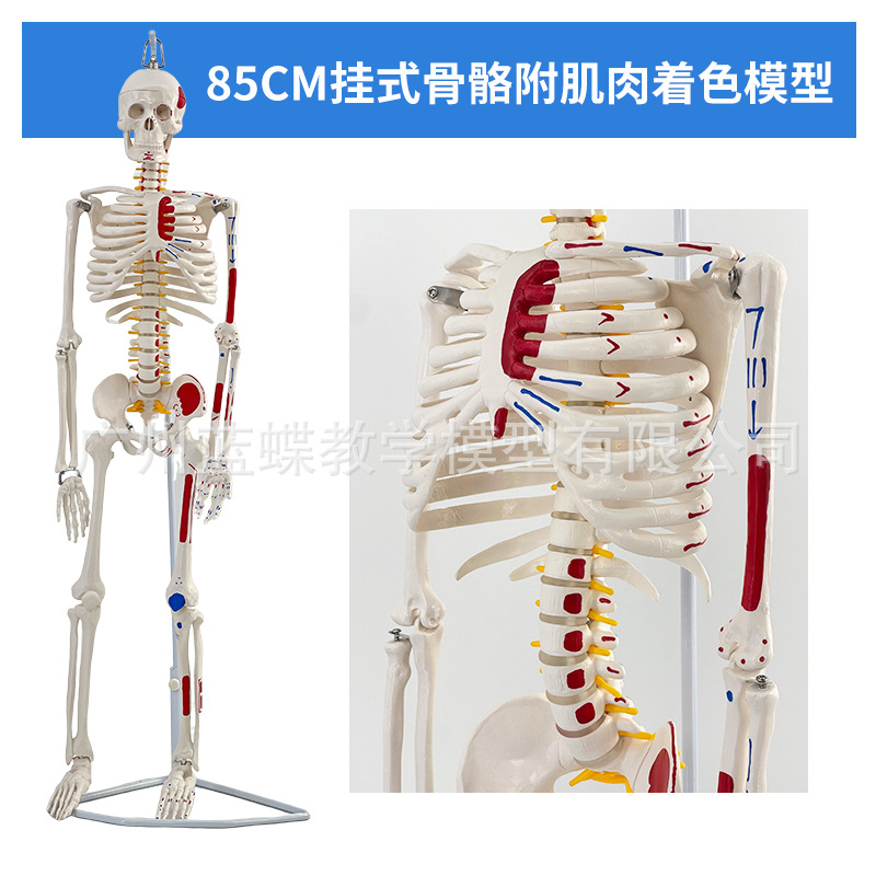 85CM���弡������ṹ�ʹ�ȫ���Ǽ�ģ�Ϳɲ�ж��׵�٤С������