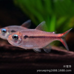 红月可卡灯鱼苗南美进口高端灯鱼稀有群游淡水草缸热带观赏鱼活体