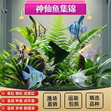 神仙鱼秘鲁燕子鱼热带鱼观赏鱼活体鱼三色神仙熊猫神仙水族新手鱼