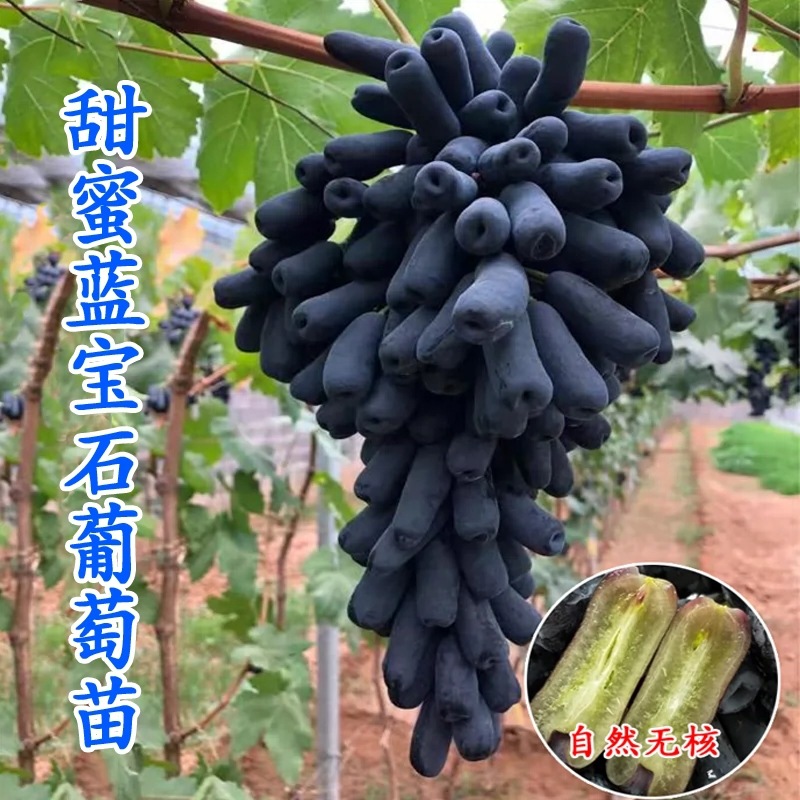 葡萄苖阳光玫瑰蓝宝石盆栽庭院爬藤南方北方种植巨峰无籽葡萄树苗