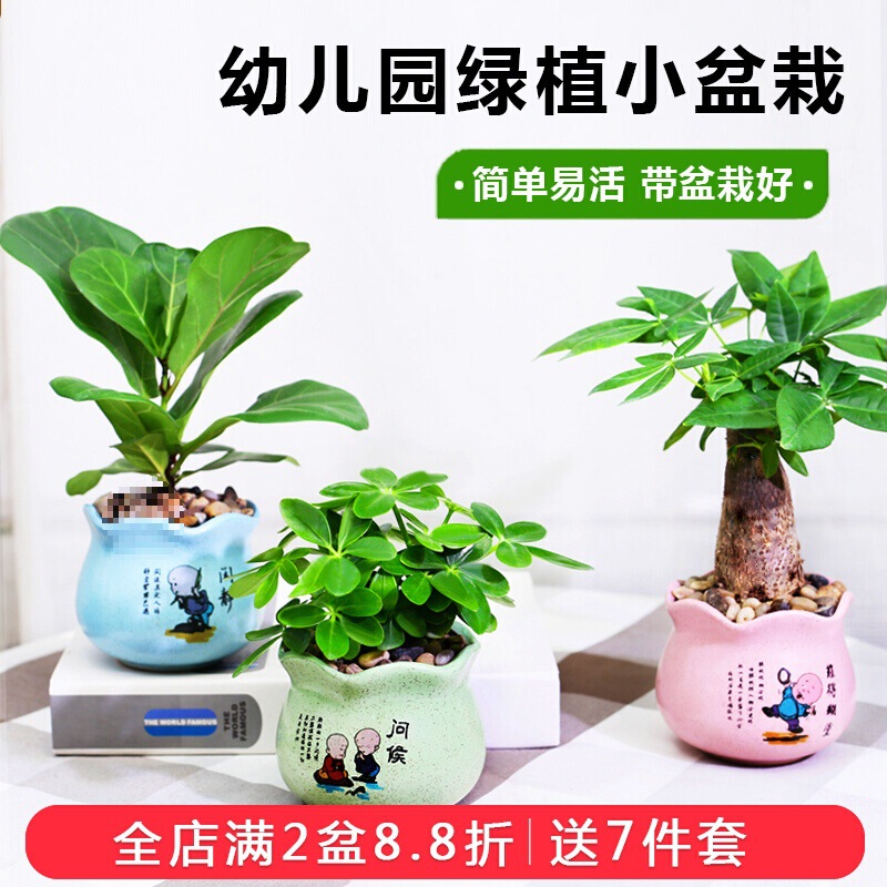 Retro Ceramic Potted Money Tree, Rich Bamboo, Gardenia, Aloe Vera, Pothos Potted Plant, Purifying Air, Office Green Plant
