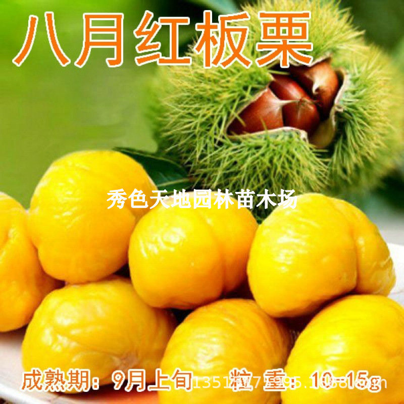 新品种八月红板栗树苗嫁接大红袍板栗苗树南方北方种植早熟栗子苗