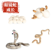 仿真蛇模型大蟒蛇眼镜蛇成长周期响尾蛇两栖爬行动物儿童玩具摆件