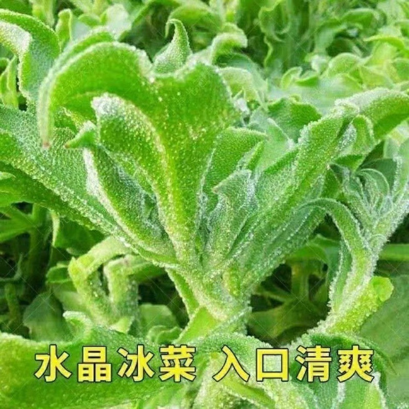 Siembra de lechuga de cuatro estaciones, semillas de lechuga de primavera y verano, semillas de lechuga de crema orgánica, semillas de lechuga de balcón