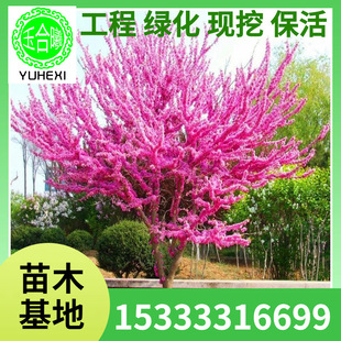 Ornamental Greening Seedlings, Shrubby Bauhinia Seedlings, Bauhinia Flower Seedlings, Bauhinia Saplings, Full Red Potted Plants, Planted in the North and South