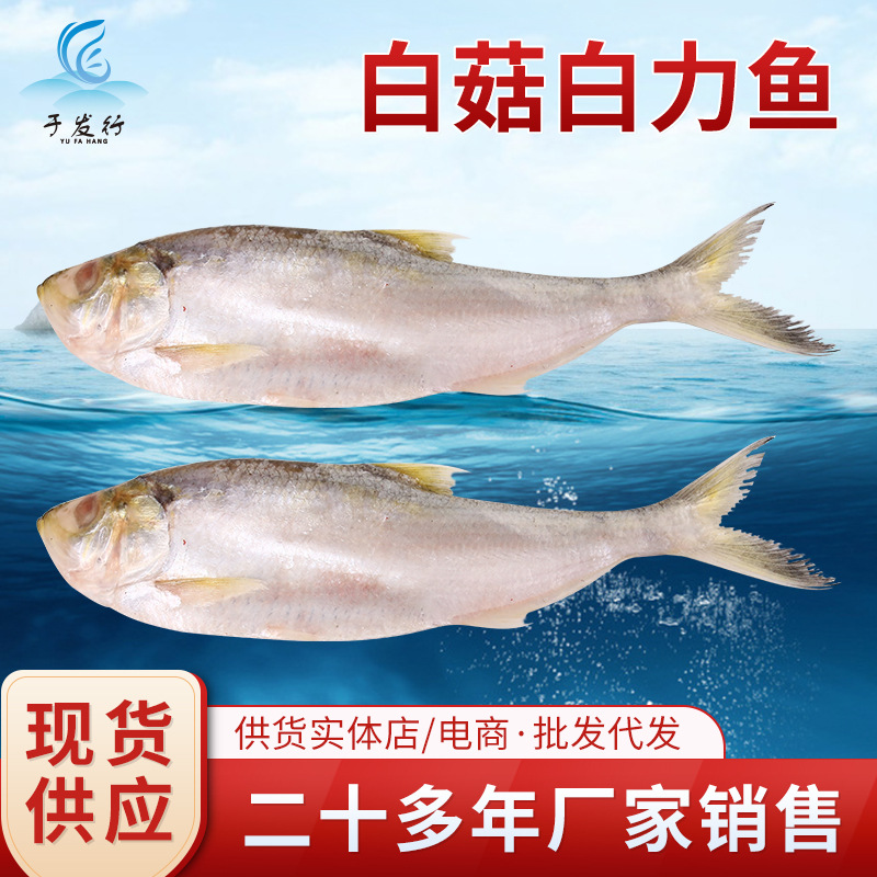 新鲜冷冻白菇白力鱼 野生白鳞鱼整条 500g-1000g海鱼海鲜干货批发