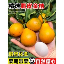 纯甜脆蜜金桔树苗大苗可食用四季果树盆栽室内外阳台水果苗好养活